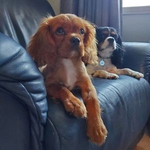 Meet your Posher, Trixie